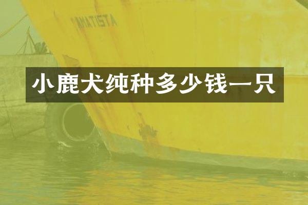 小鹿犬纯种多少钱一只