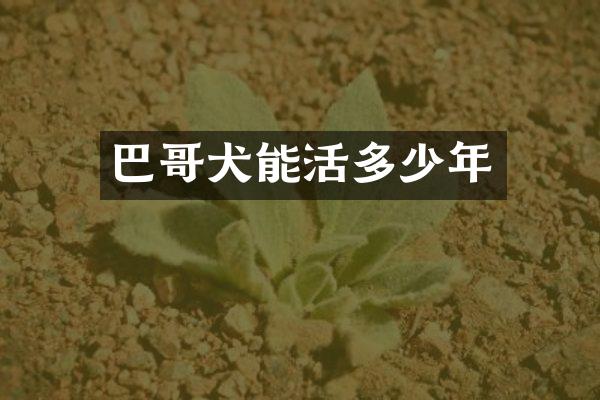 巴哥犬能活多少年
