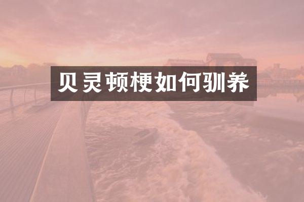 贝灵顿梗如何驯养