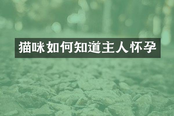 猫咪如何知道主人怀孕