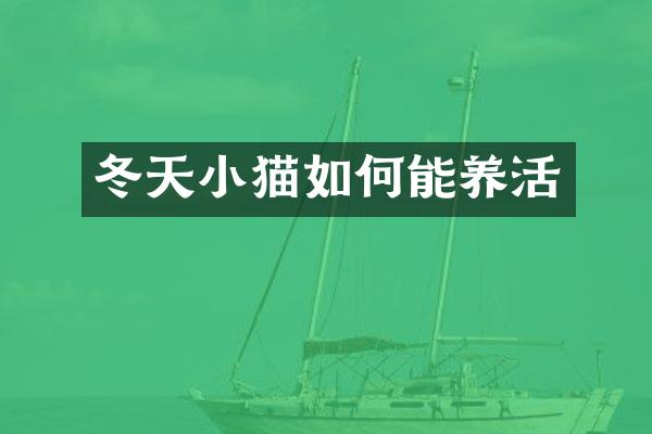冬天小猫如何能养活