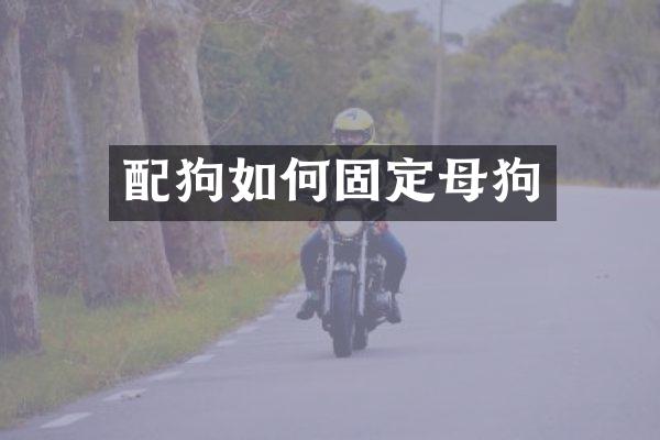 配狗如何固定母狗