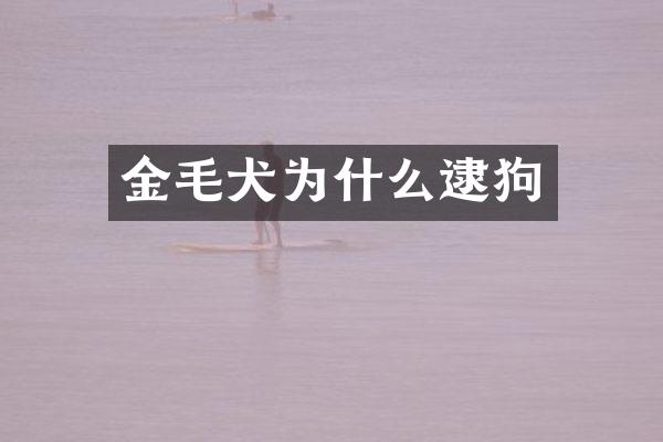 金毛犬为什么逮狗