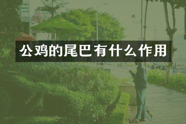 公鸡的尾巴有什么作用