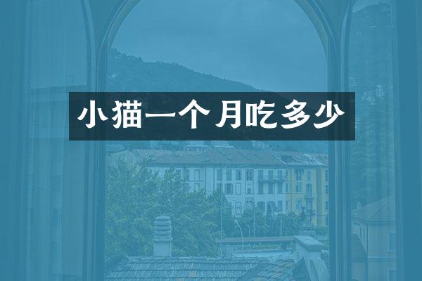 小猫一个月吃多少