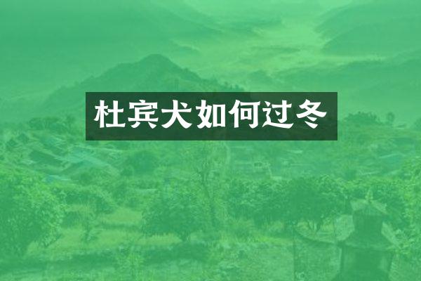 杜宾犬如何过冬
