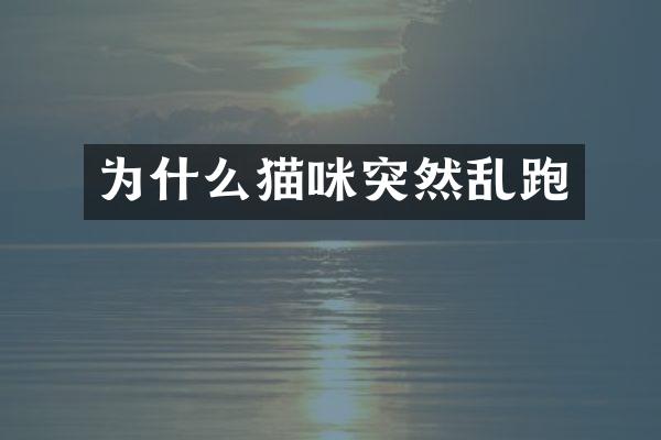 为什么猫咪突然乱跑