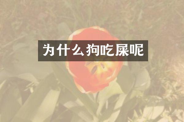 为什么狗吃屎呢