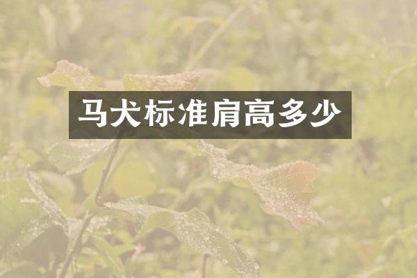 马犬标准肩高多少