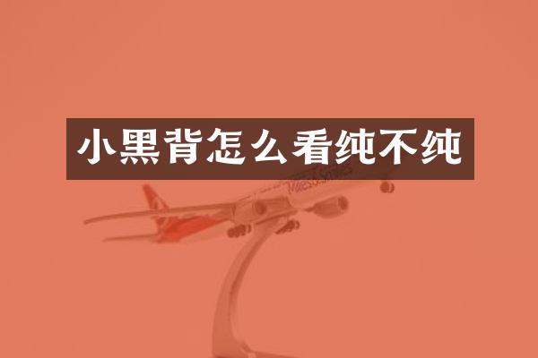 小黑背怎么看纯不纯