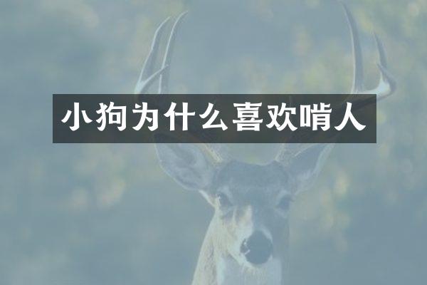 小狗为什么喜欢啃人