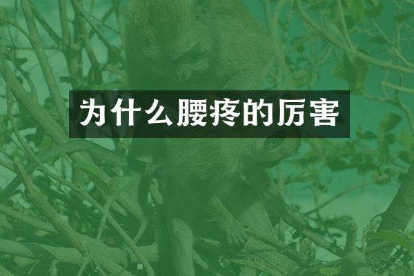 为什么腰疼的厉害