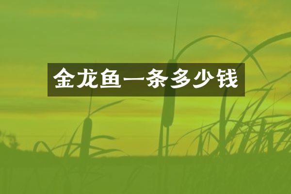 金龙鱼一条多少钱