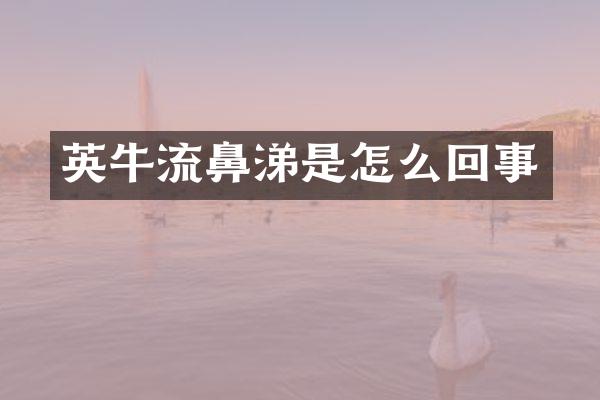 英牛流鼻涕是怎么回事