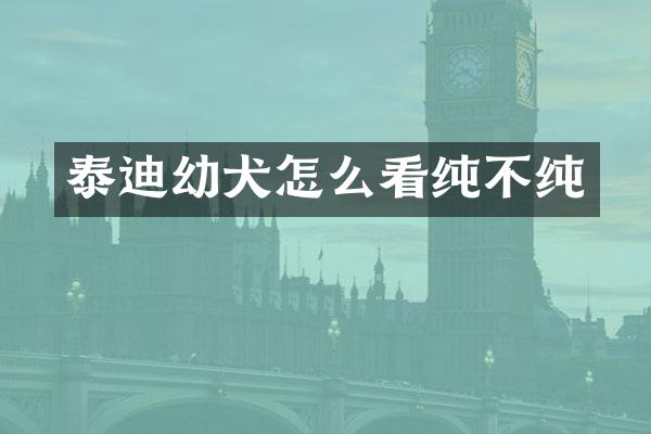 泰迪幼犬怎么看纯不纯
