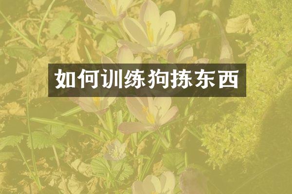 如何训练狗拣东西