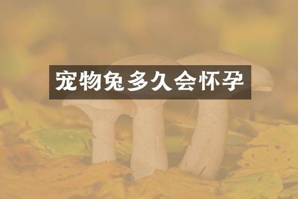 宠物兔多久会怀孕