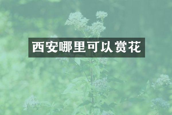 西安哪里可以赏花