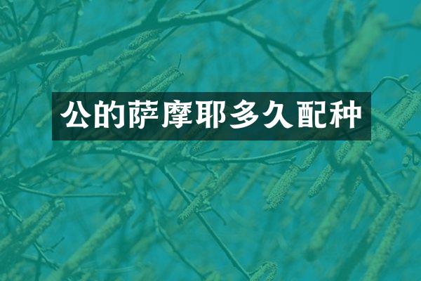 公的萨摩耶多久配种