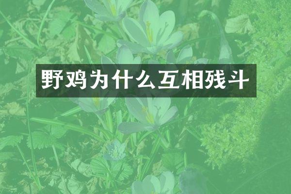 野鸡为什么互相残斗
