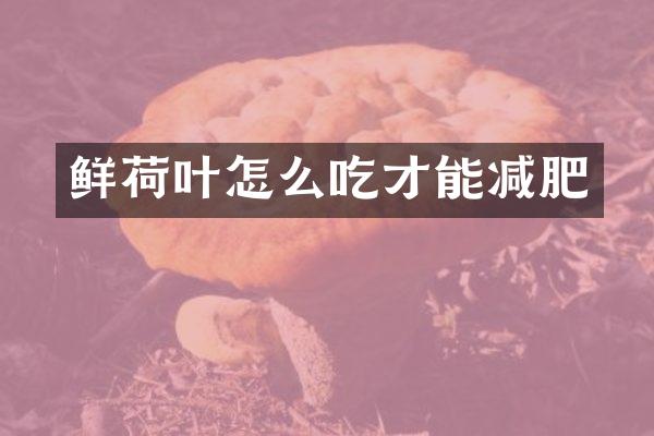 鲜荷叶怎么吃才能减肥