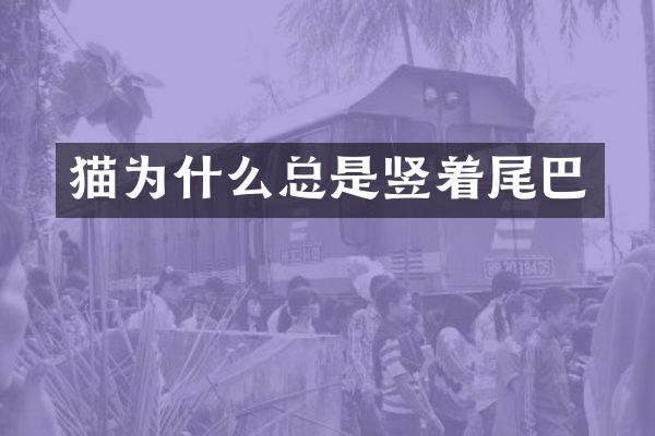 猫为什么总是竖着尾巴