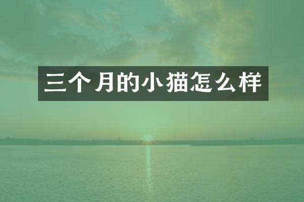 三个月的小猫怎么样