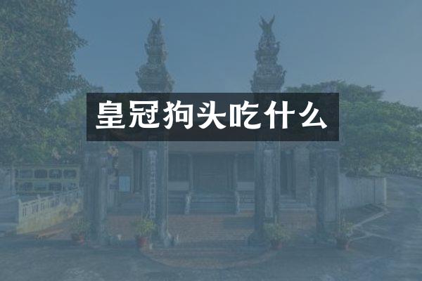 皇冠狗头吃什么