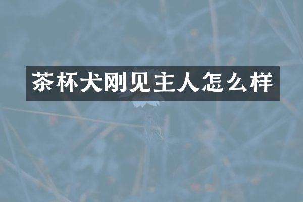 茶杯犬刚见主人怎么样