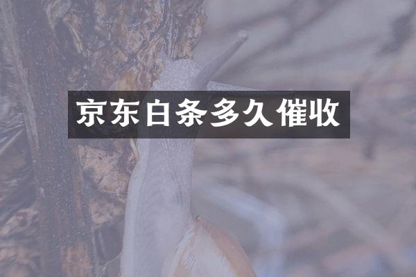 京东白条多久催收