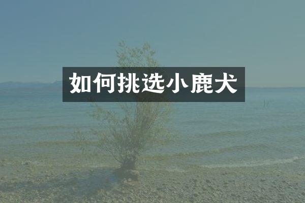 如何挑选小鹿犬
