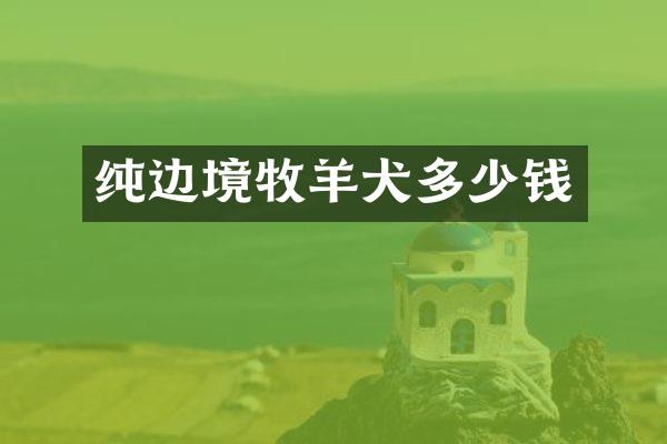 纯边境牧羊犬多少钱