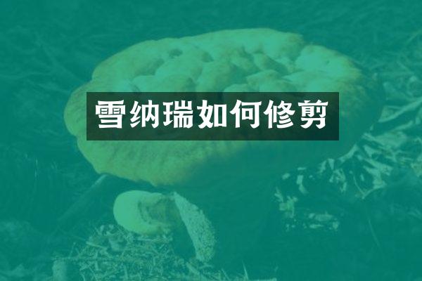 雪纳瑞如何修剪