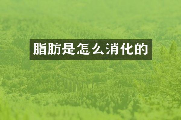 脂肪是怎么消化的