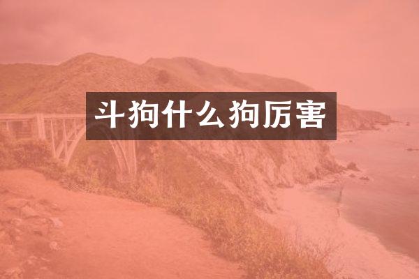 斗狗什么狗厉害