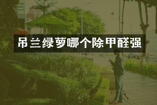 吊兰绿萝哪个除甲醛强