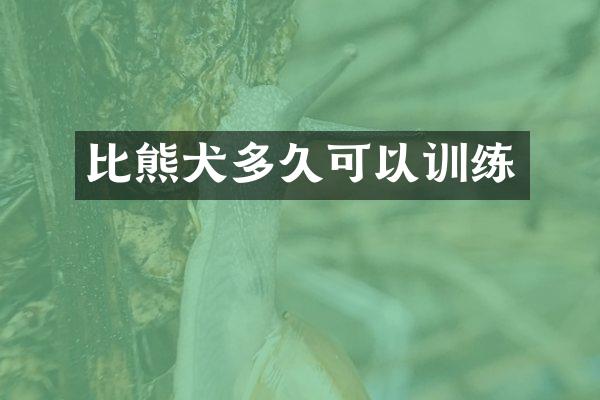 比熊犬多久可以训练
