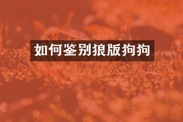 如何鉴别狼版狗狗