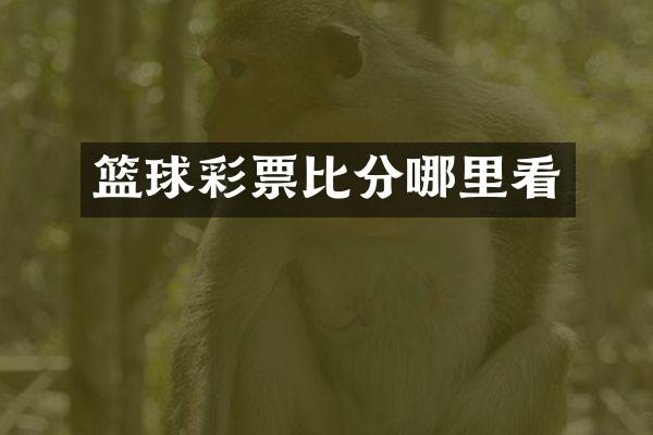 篮球彩票比分哪里看