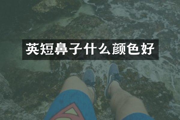 英短鼻子什么颜色好