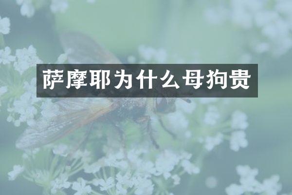 萨摩耶为什么母狗贵