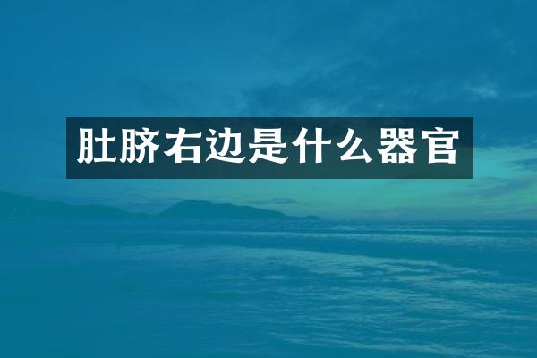 肚脐右边是什么器官