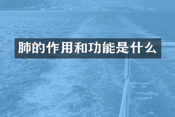 肺的作用和功能是什么