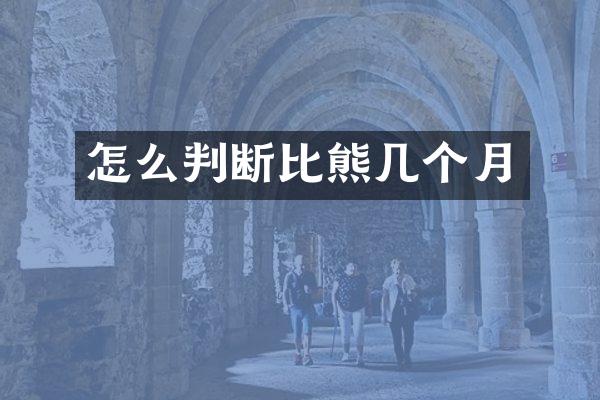 怎么判断比熊几个月