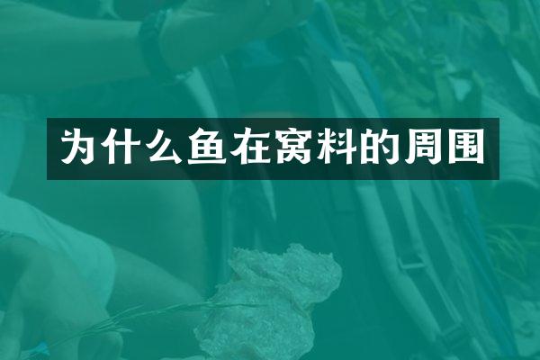 为什么鱼在窝料的周围