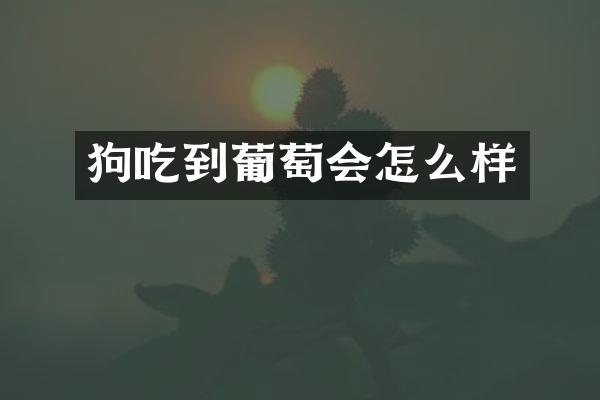 狗吃到葡萄会怎么样