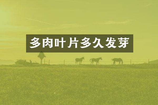 多肉叶片多久发芽