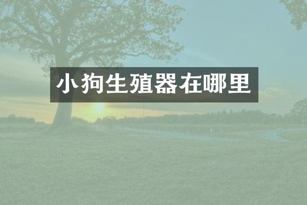 小狗生殖器在哪里