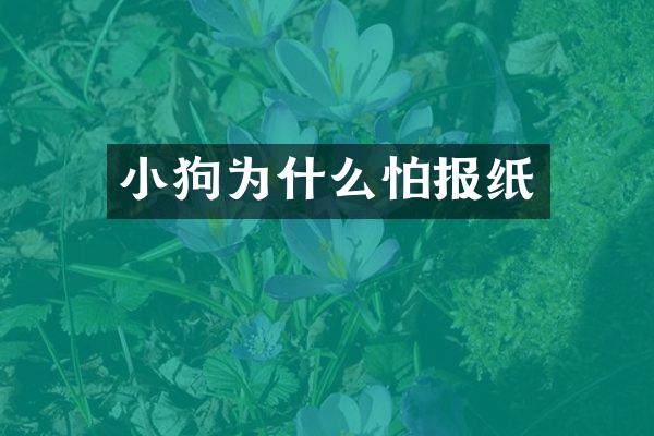 小狗为什么怕报纸