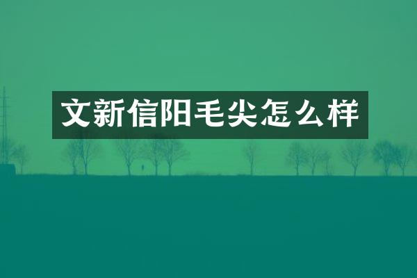 文新信阳毛尖怎么样